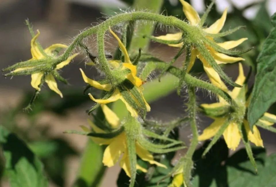 ����� ��������� �������: ������������ ���������� ������� ������������