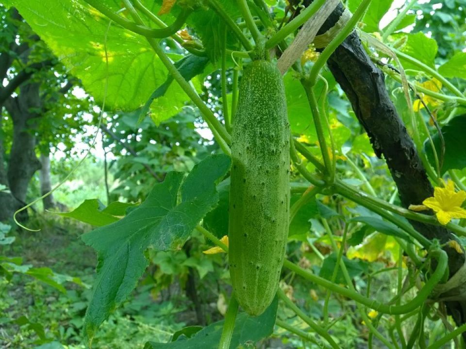 ����� ������ ����������� �������: ��� ����� � ������