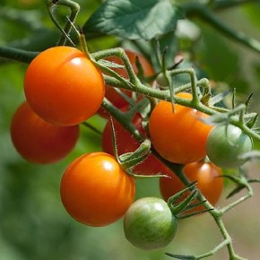 ��� ���� �� ����� �����: ����� � ������ ������� ���������