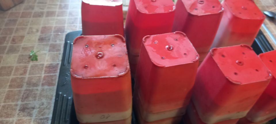 ��� ���� ����������� ������ �� ���� �������: ������� � ������