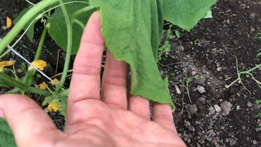 ��� ������ ������ �� ������������� �������: ������� � ����������� ������