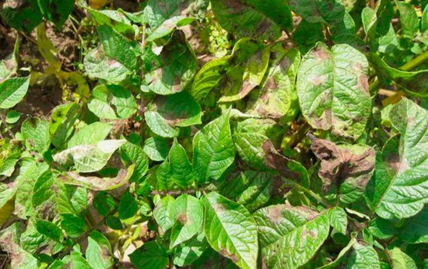 ��� ������ ��������� �� ���������: ������ ��� �����������