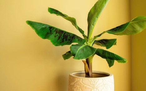 ��� ��������� ��������� ������ � ���� ����