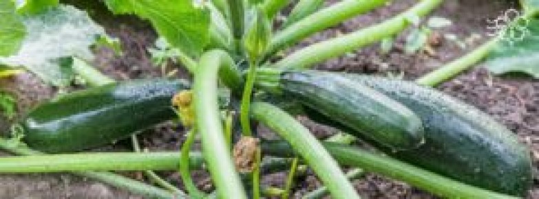 ��� ��������� ������ �������: �����, ����� � ������� �����