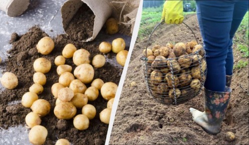 ������ ���� �������� ������: 7 ������ � ������� �������