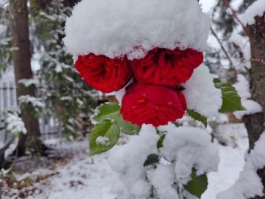 ��� ��������� ������ ����: ������ �� ����� � ������ ������