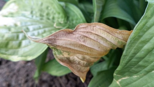 ��� ��������� ����� �������� ���: �� ������ � ������� �� ��� ������