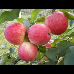 ������ ������: ��������� ������ ���� � �������� ������� � ������� ��������