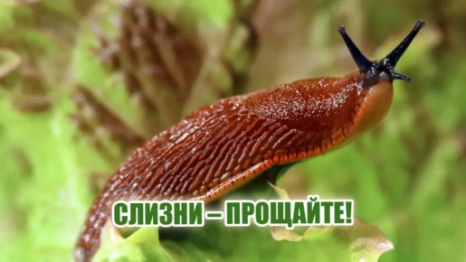������� �������� ������ �� �������� � �������: ��� ��������� ������