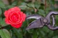 ��� ��������� �������� ����: ������� gardeners