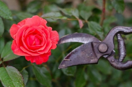 ��� ��������� �������� ����: ������� gardeners