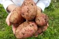 Секреты успешного ухода за картофелем во время цветения