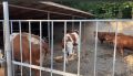 В Сунже на улице Калиматова, у здания ГОВД, отловили ещё десять коров без присмотра