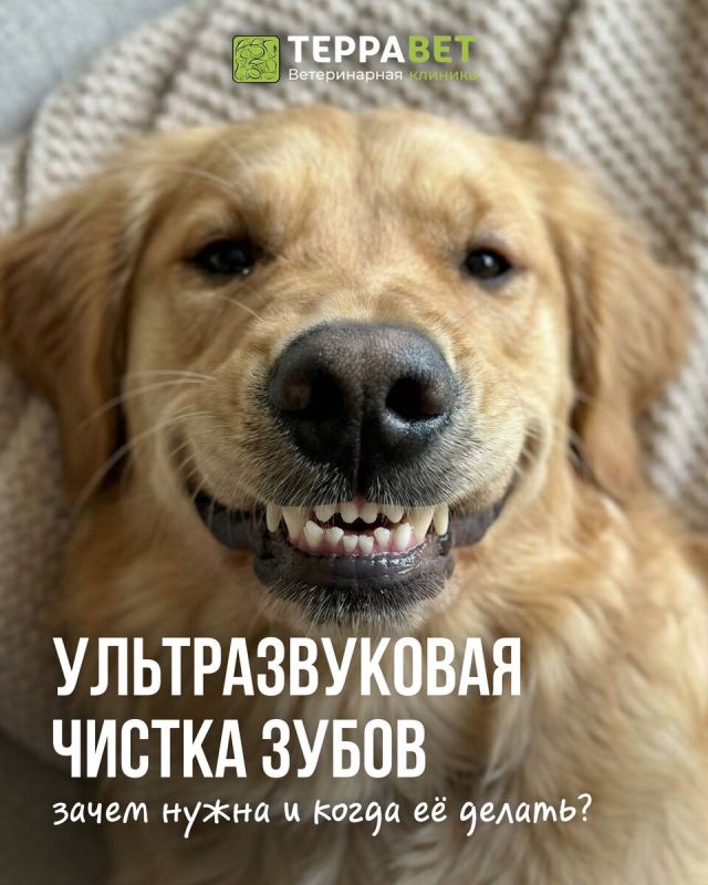 Устранение зубного камня: почему это важно для вашего здоровья