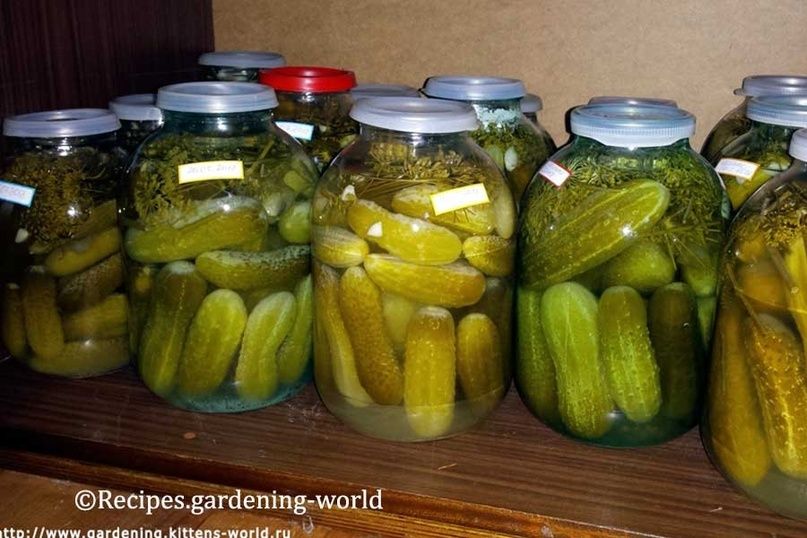 Необычные солёные огурцы с сахаром — вкус, который удивит и порадует