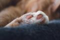 Подушечки на лапках: уникальная черта домашних любимцев