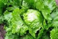 Салат Хрустик: секреты успешного выращивания и восхитительные вкусовые качества