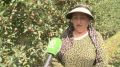 ООО «Сад-Гигант Ингушетия» объявляет набор сотрудников для участия в сезонном сборе урожая яблок