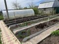 Как раннее плодоношение влияет на здоровье и урожай томатов и других овощей
