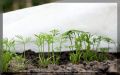 Октябрьские посевы: как продлить дачный сезон