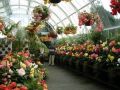Как вырастить ампельную бегонию из семян