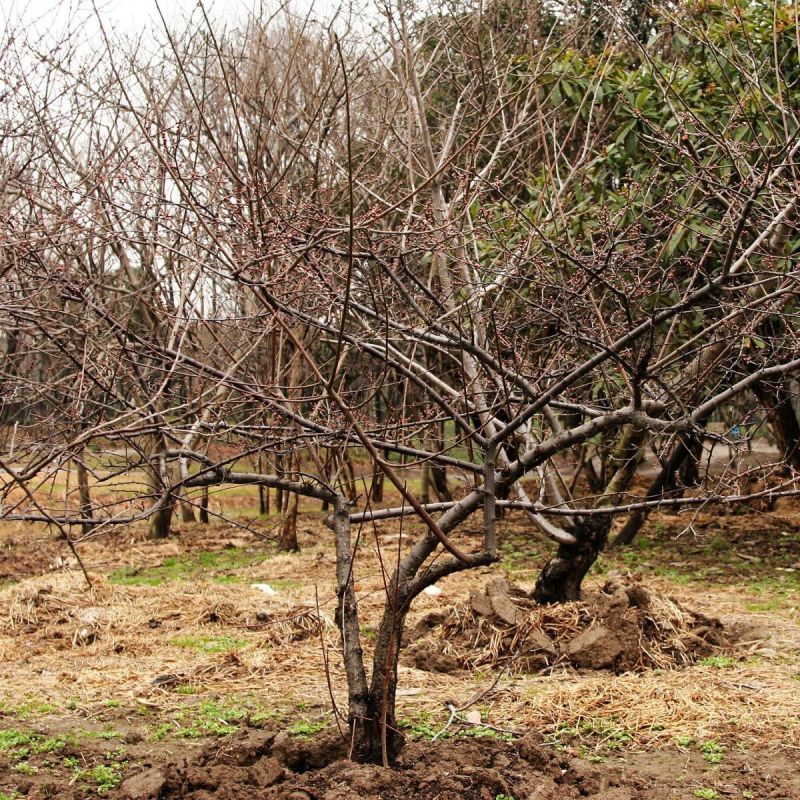 Агрессивные деревья, которые могут разрушить ваш сад и инфраструктуру