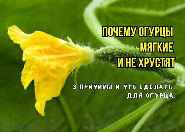Почему ваши огурцы теряют хруст: 3 неожиданные причины и как их исправить