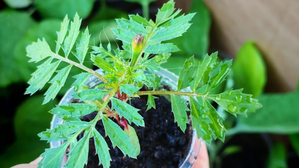 Как добиться идеального урожая крупноцветковых бархатцев: три ключевых совета