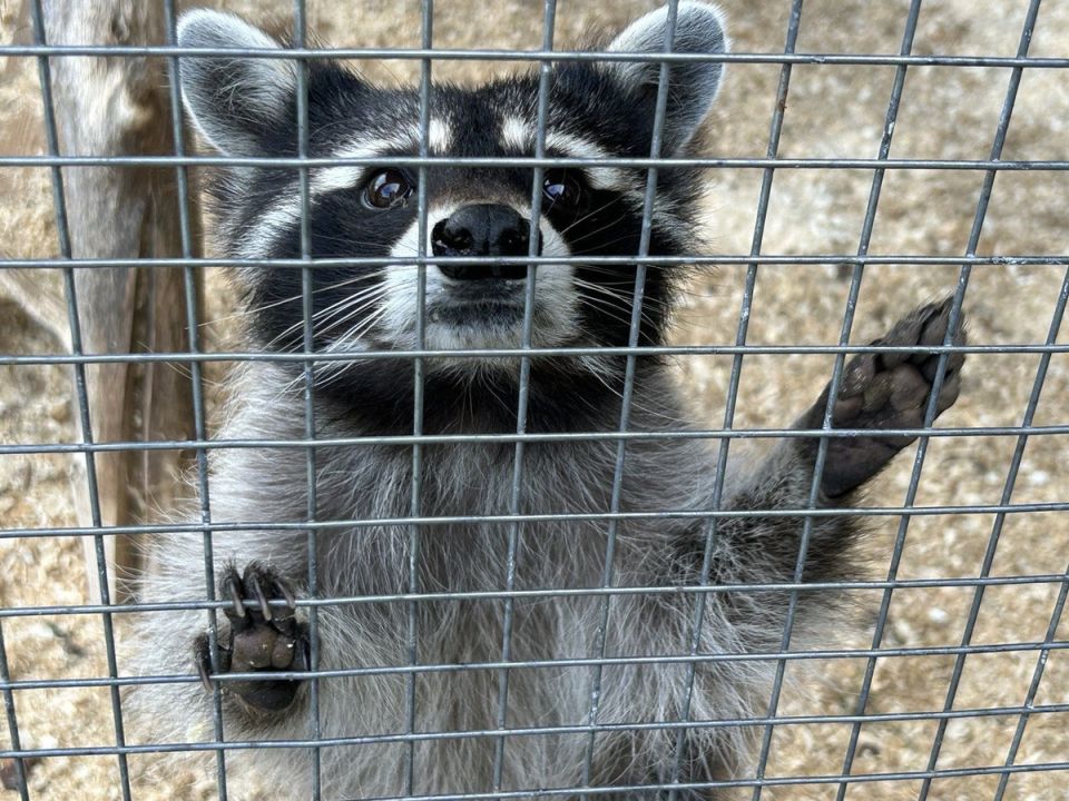 Доброта осени: как тыква может стать символом надежды для животных