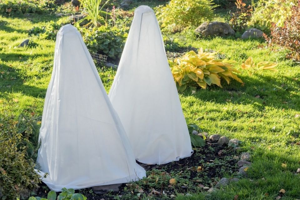 Как подготовить теплолюбивые кустарники к зиме: советы для садоводов