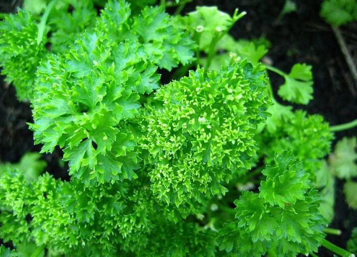 Петрушка: полезное растение, о котором вы не подозревали