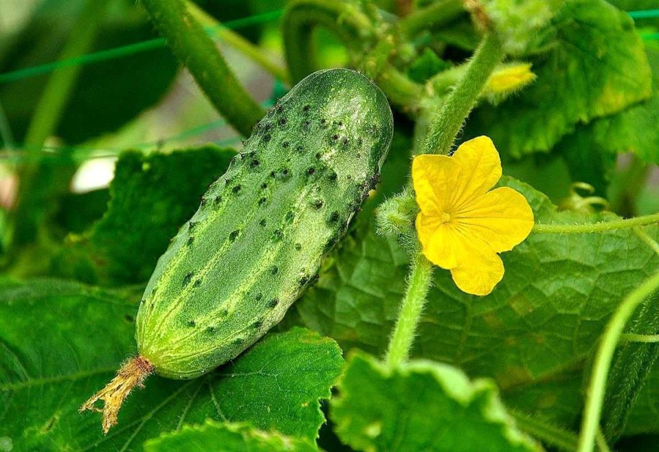 Защита урожая огурцов: не ведитесь на уловки блогеров!