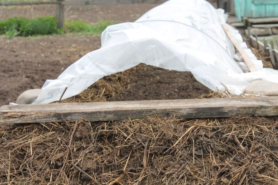 Как вырастить урожай раньше на теплых грядках и грядках-термосах без навоза