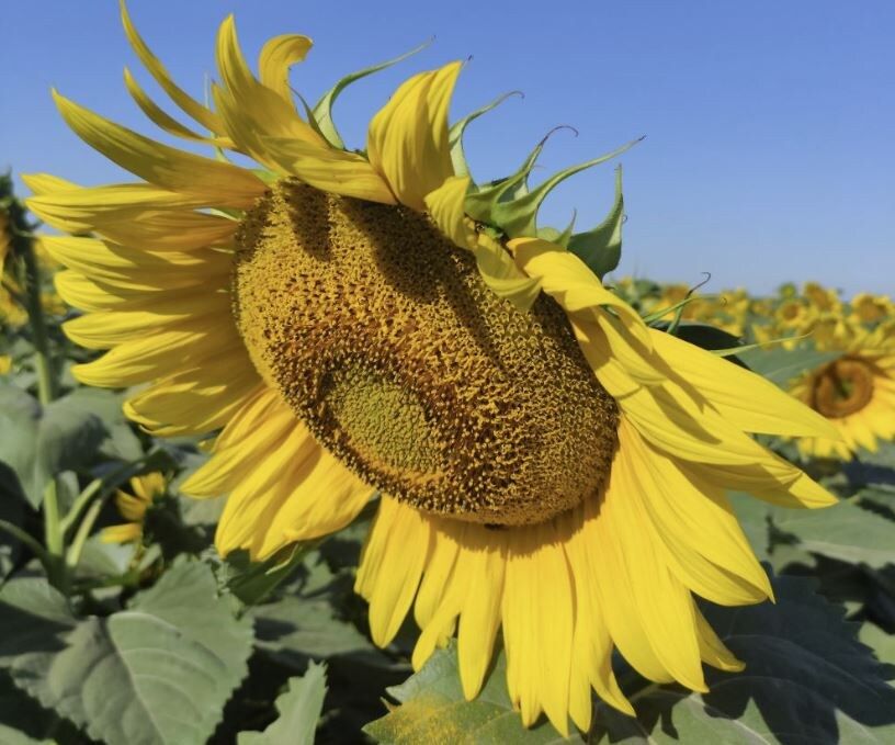 Подсолнечник как экологический защитник: очищаем почву от токсинов