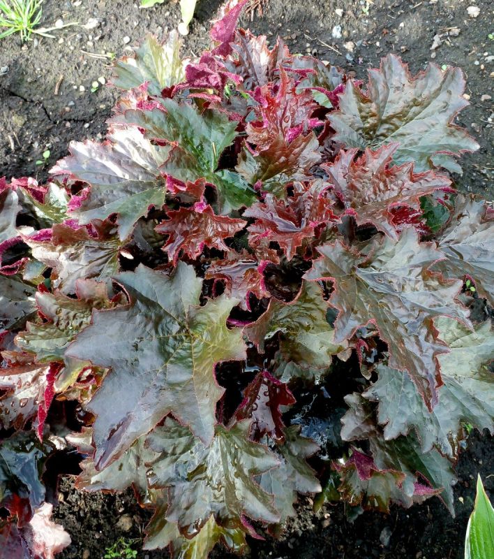 Гейхера из семян: секреты успешного выращивания на вашем участке