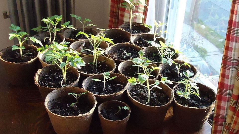 Причины печали рассады: как вернуть ей радость роста