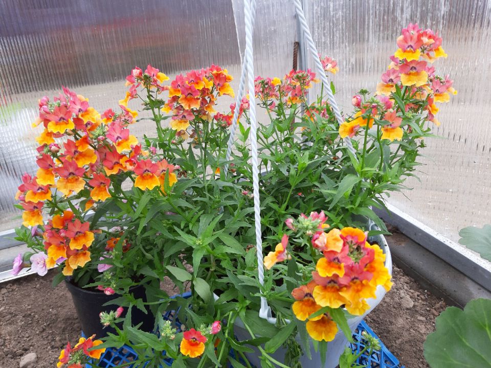 Секреты яркого цветения: как немезия преображает ваш сад