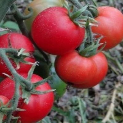 ����� �����: ��� ��������� ������ ������