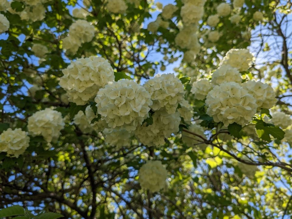 Холодный май и его влияние на красоту калины Бульденеж