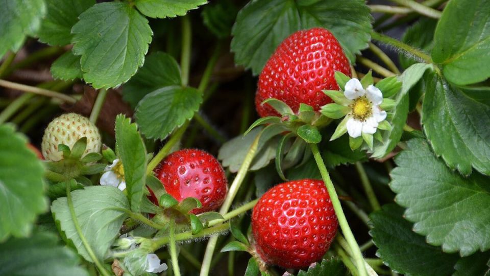 �������� �� �����������: ��� ��������� ������ ����� ����� � ��������