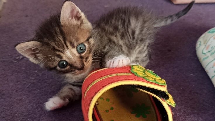 ������ ������� ��� �����: ��� ������� ������������ ����������� ��� ������ �������