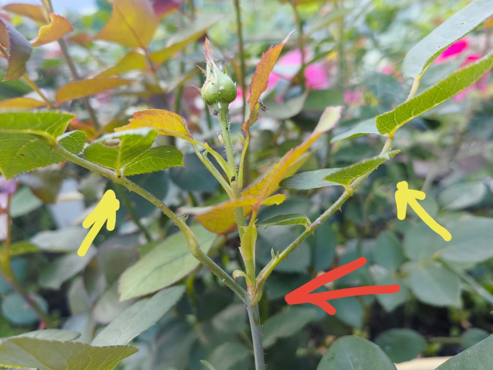 ��������� ������ � ������ ������� ���: ����� �� ��������� ������������ �������?