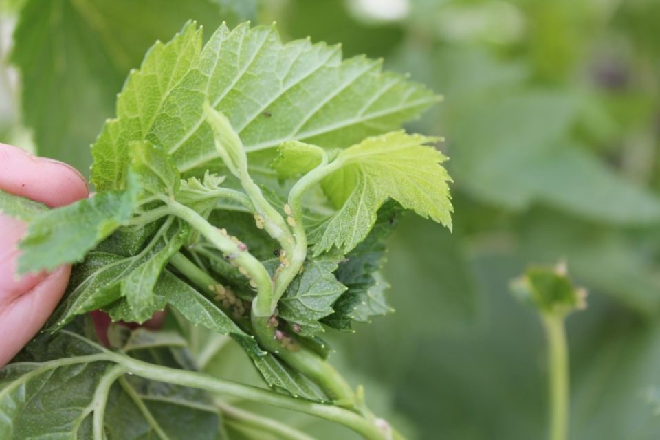 ����������� ������� ������ � ����: ������ ������ ����