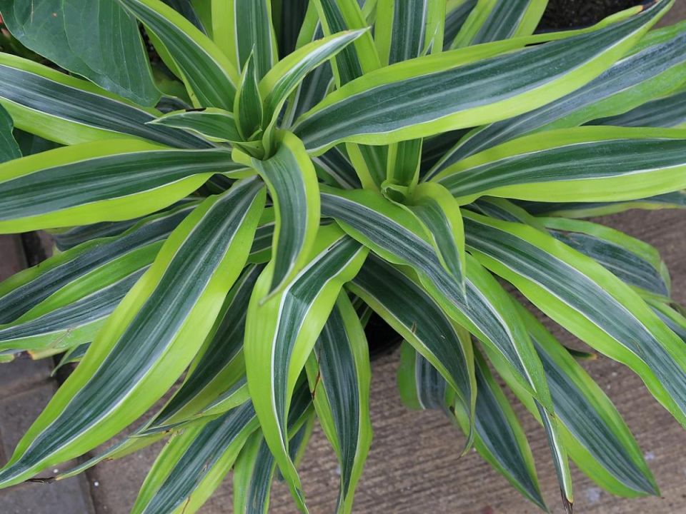 ��� ������� ����� ����������� ��� ���