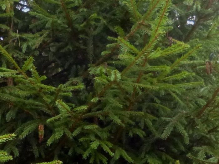 Еловая хвоя и молодые побеги