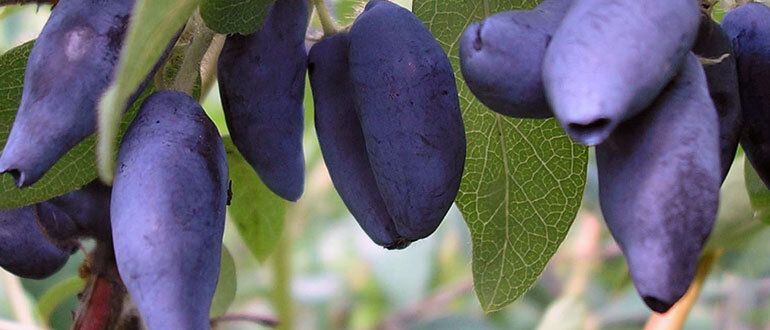 ��� �������� ����������� ��������� � ������� �� ��� ���������� ���� � �����