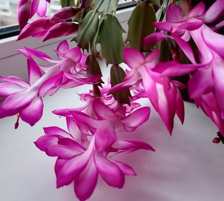 ���� �� ����������� ����� �������� � ������: �������, ����� � ��������� ��� �������� �����