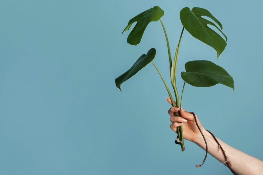 Умные теплицы возвращают сельское хозяйство в городские кварталы