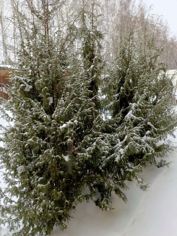 ������ ���� ������� �����������: ��������� �������� ����� �� ������� �������