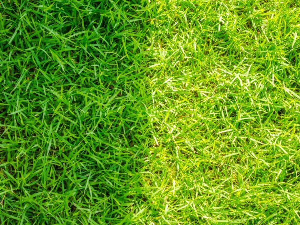 Зимний уход за газоном: секреты здоровья и красоты на следующий сезон